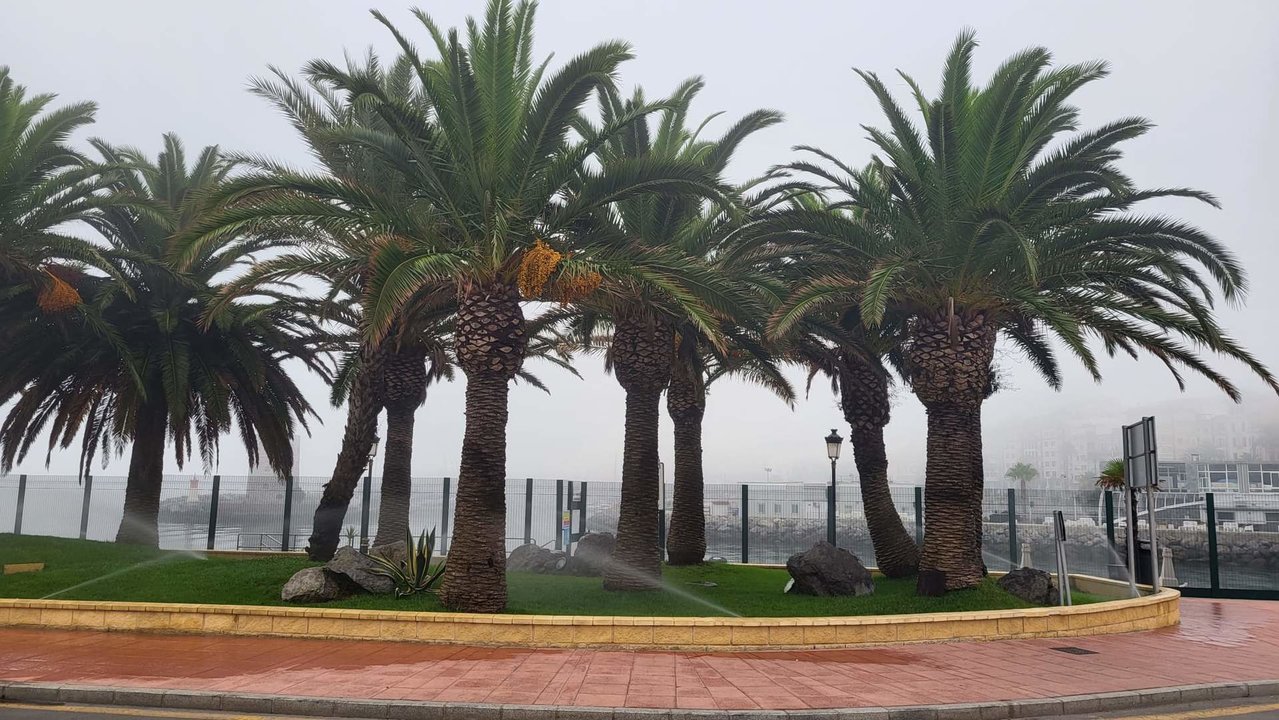 Jardines del Muelle España Niebla palmeras