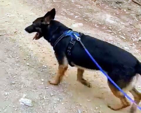 Lily, perteneciente a la Unidad Canina de la Policía Nacional de Ceuta
