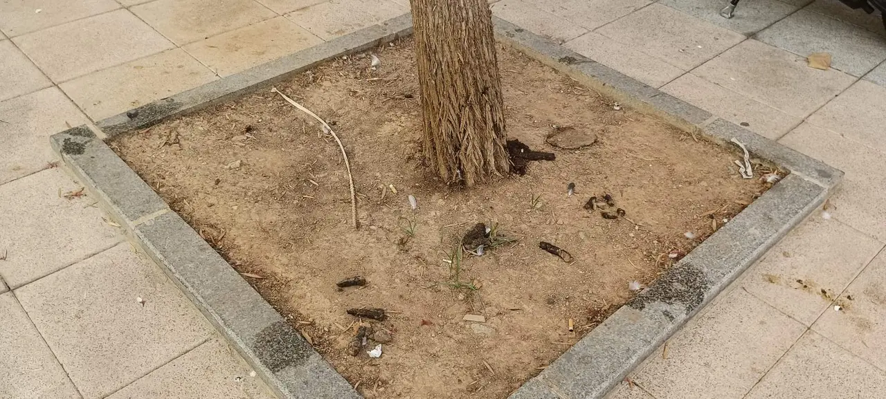 Basura suciedad en las calles de Ceuta