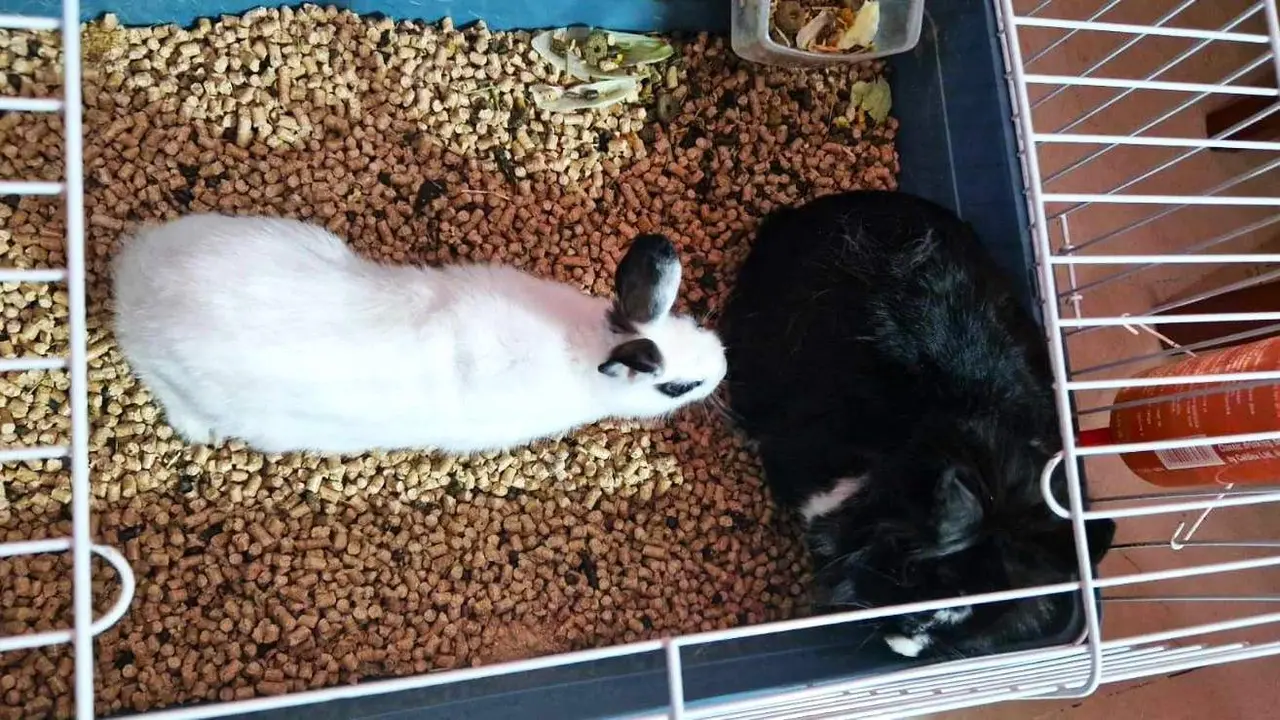 'Pomp&oacute;n' ya tiene familia de adopci&oacute;n (Cedida)
