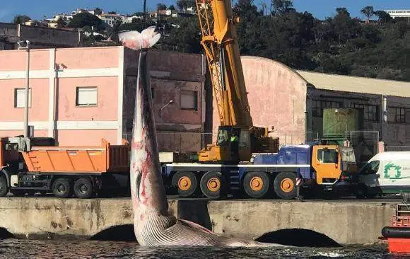 Fotograf&iacute;a sacada del Museo del Mar