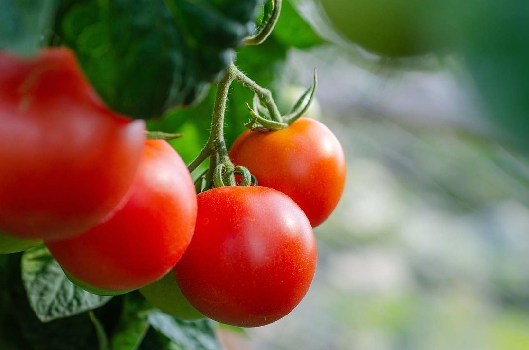 Tomates (Pixabay)