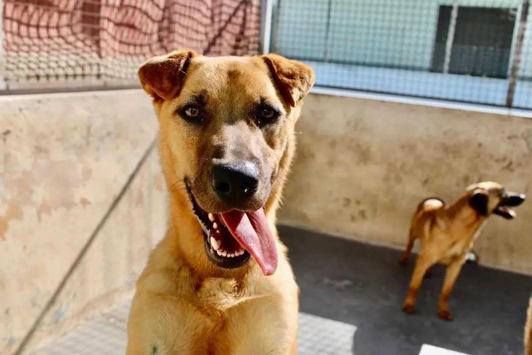 Perros protectora