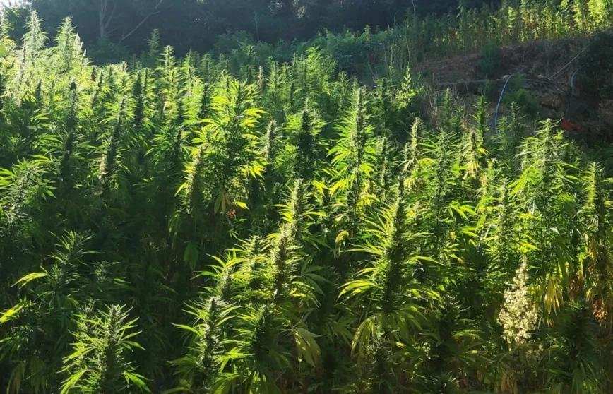 Marruecos entrega las primeras licencias para el cultivo legal de cannabis.jpg