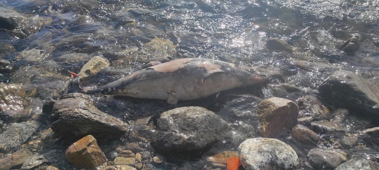 Delfin muerto en la playa de Fuente Caballos (C.A.)