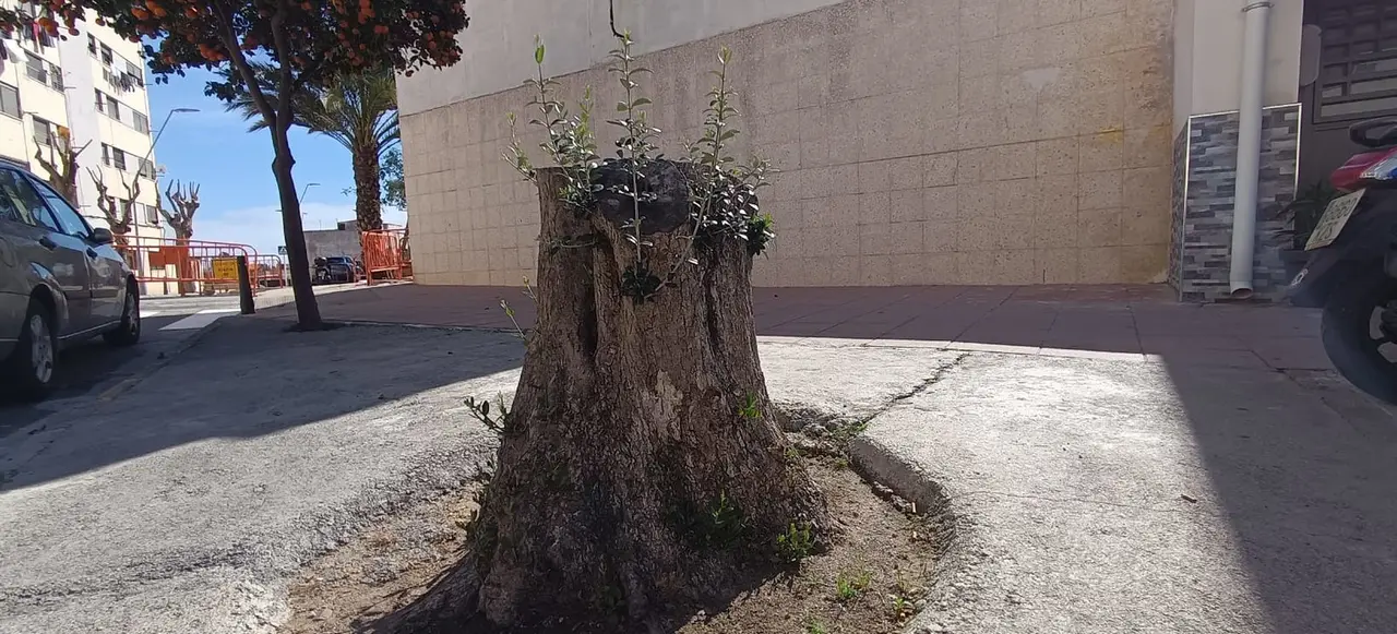podas arboles