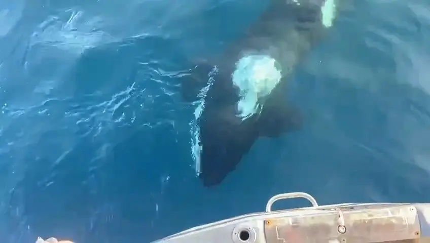 Un grupo de orcas &lsquo;ataca&rsquo; un velero en Ceuta