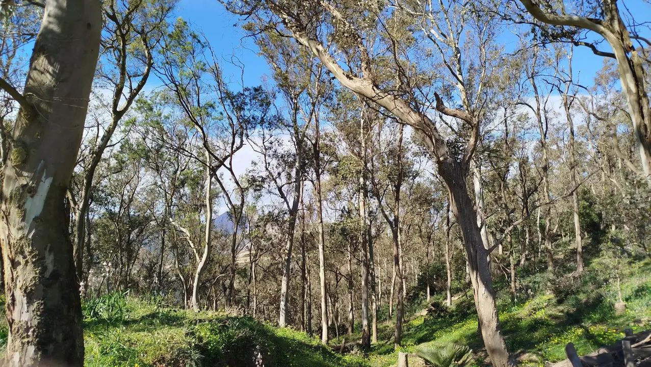 Garc&iacute;a Aldave
monte
eucalipto