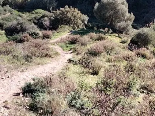 Senderos realizados y transitados por practicantes de ciclismo de monta&ntilde;a en h&aacute;bitat de Tortugas Testudo Graeca y Lagartos ocelados targeninos aut&oacute;nomos de Ceuta