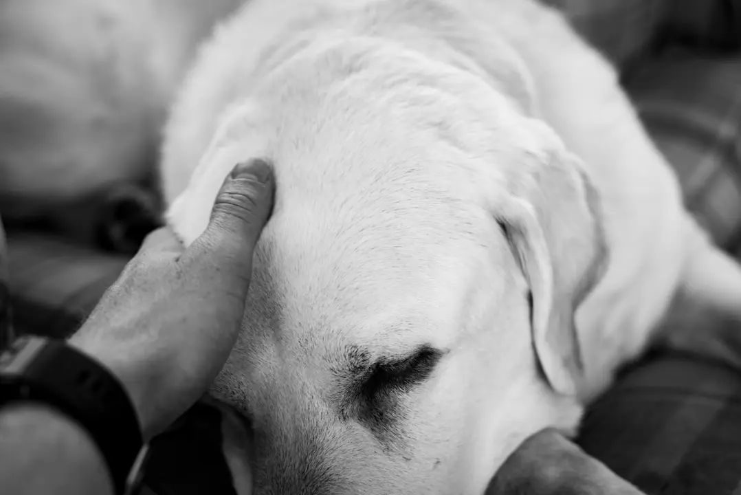 Dignidad animal, la necesidad en Ceuta de un crematorio/cementerio