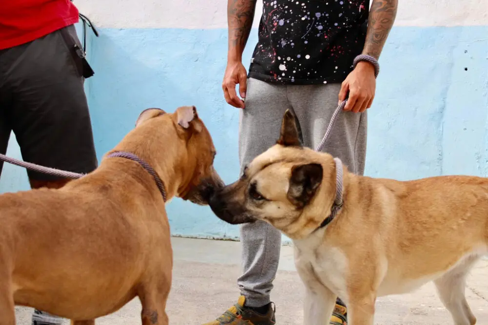  Dos perros en la Protectora / Archivo 