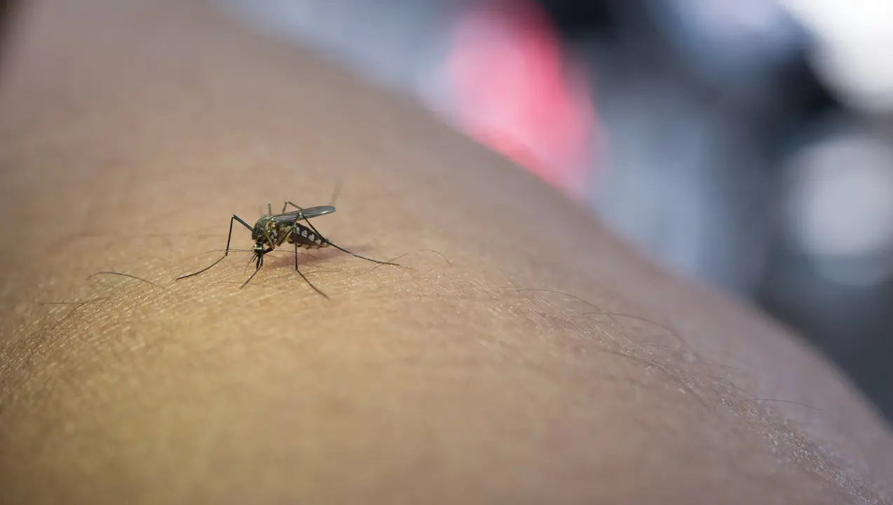 Mosquito tigre / Recurso