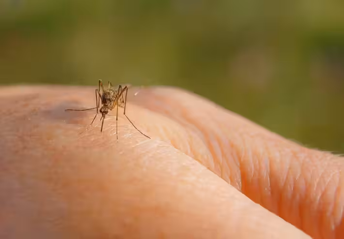 mosquito tigre