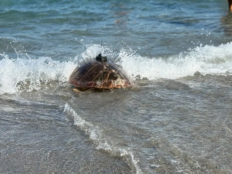 Liberaci&oacute;n tortuga marina CECAM / M.Zapico