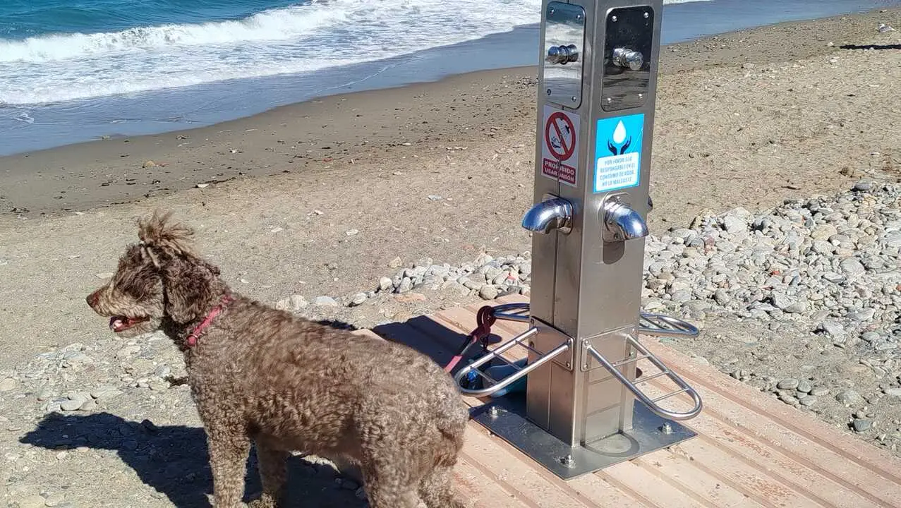 Perro fuente