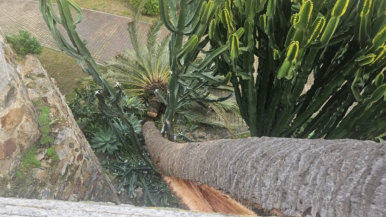 Palmera ca&iacute;da  temporal