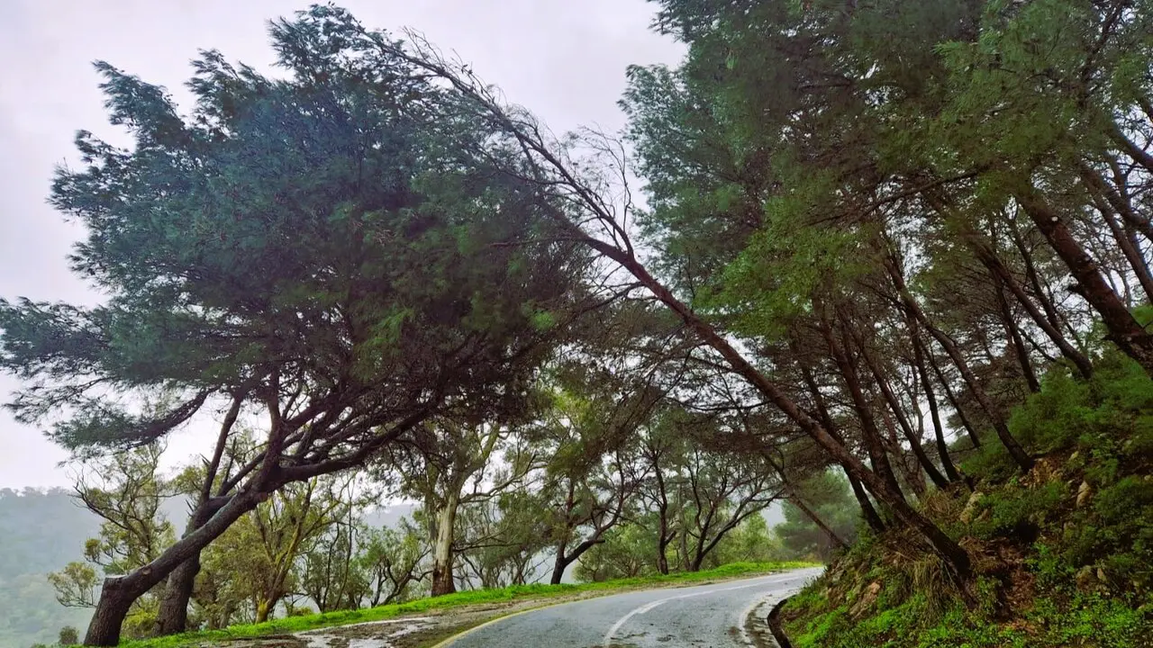 Pinos afectados por el temporal en Garc&iacute;a Aldave