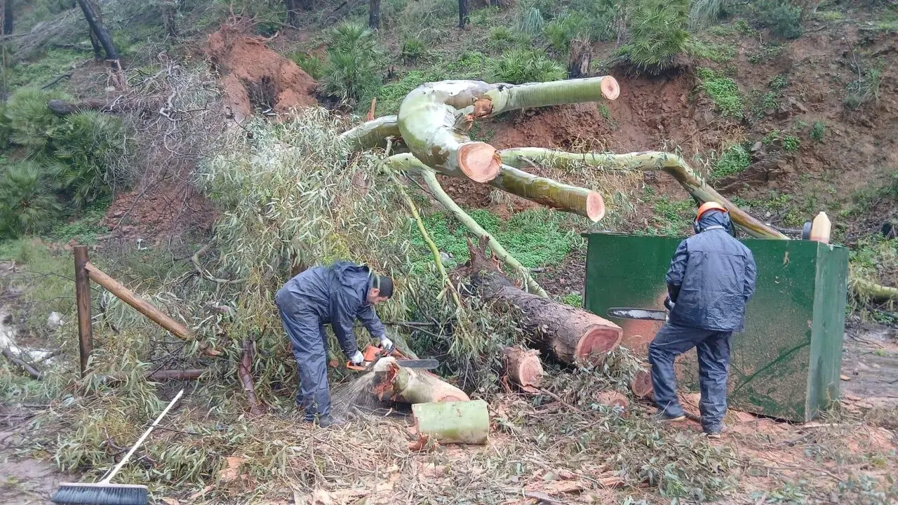 brigadas_forestales_2