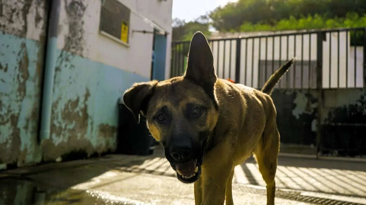 protectora