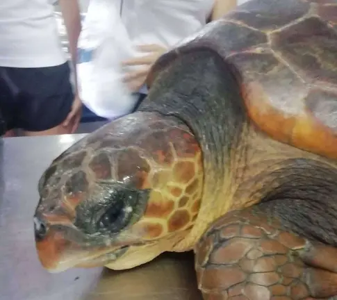 tortuga