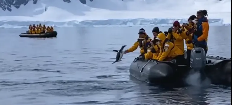 AAAALARGADA ORCA