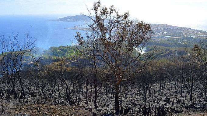 Zona afectada por el incendio del Monte de la Tortuga (C.A./ARCHIVO) 2015