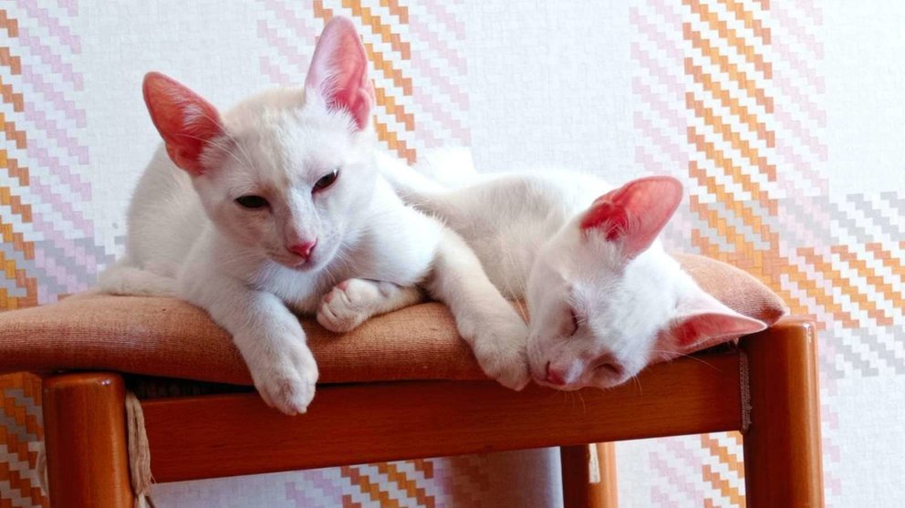gatos Albinos 2