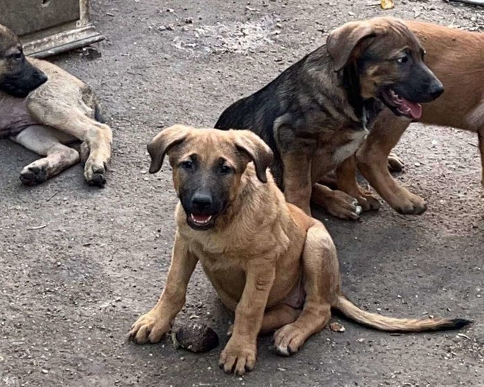 cachorros adopción