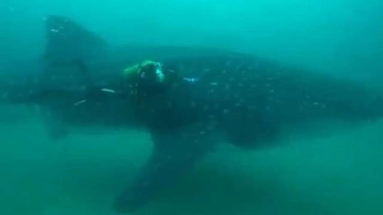 tibur&oacute;n ballena en aguas de ceuta