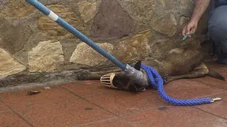 perro rabia