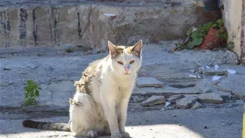gato callejero
