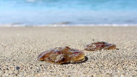 medusas