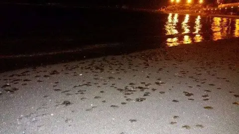medusas san juan