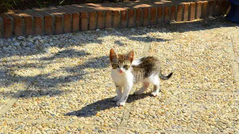 gato