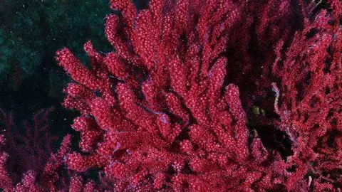 gorgonia