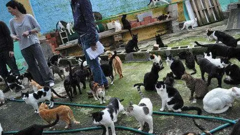 protectora de animales
