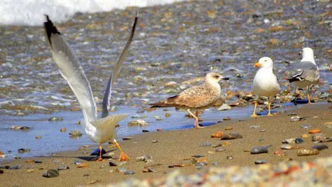 Gaviotas (7)