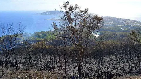 zona afectada incendio despues exticion (38) tortuga