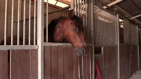 caballo