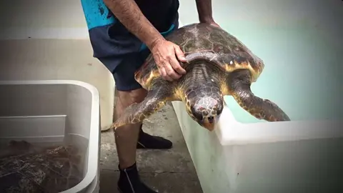 tortuga boba