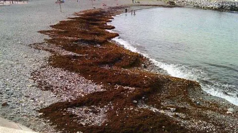 algas (Custom)