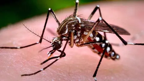 mosquito aedes