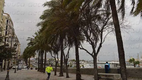 paseo de las palmeras levante temporal viento  OK