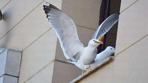 Gaviotas
