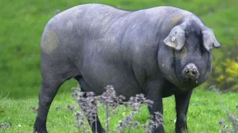 cerdo