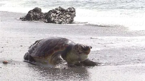 Tortuga Custom