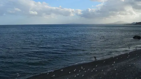 PLAYA ALMADRABA GAVIOTAS (1)