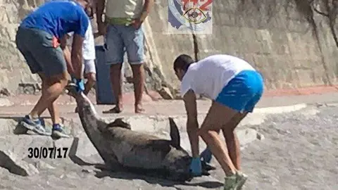 delf&iacute;n muerto en el chorrillo