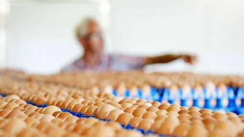 huevos contaminados