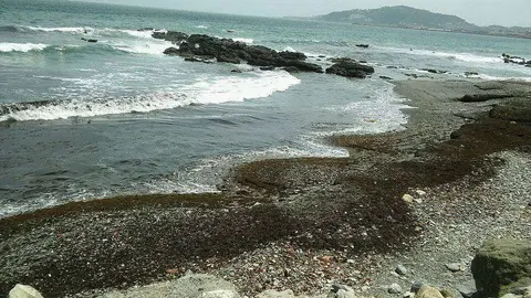 playa-bahia-norte-algas